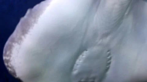 Manta ray3 1 Stock Footage 7755428