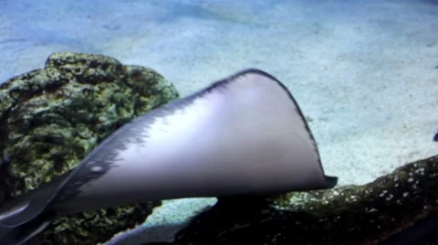 Manta ray4 1 Stock Footage 7755453