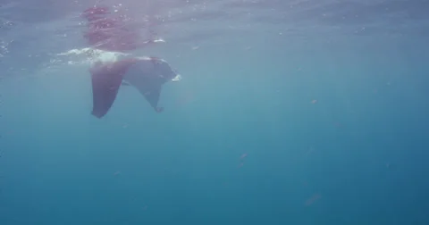 Manta Rays 2k Stock Footage 31427284
