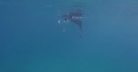 Manta Rays 2k Stock Footage 31437673