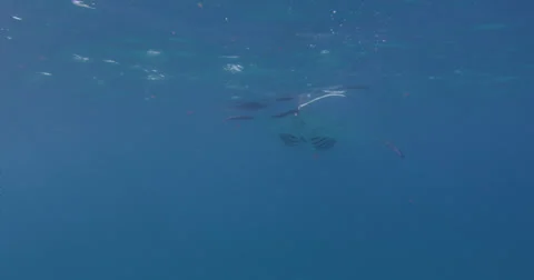 Manta Rays 2k Stock Footage 31447604