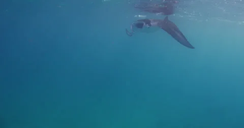 Manta Rays 2k Stock Footage 31457080