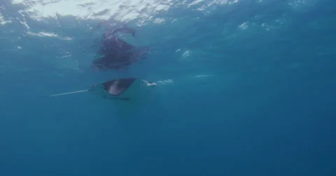 Manta Rays 2k Stock Footage 31467123