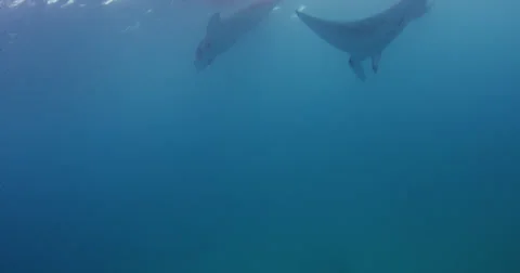 Manta Rays 2k Stock Footage 31478801