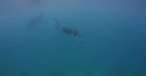 Manta Rays 2k Stock Footage 31485655
