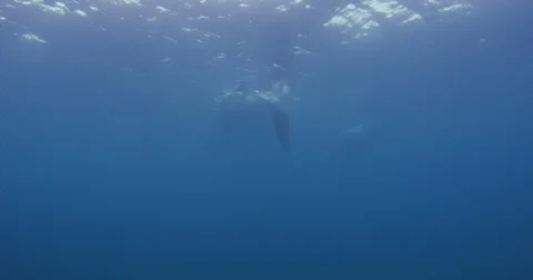Manta Rays 2k Stock Footage 31495377