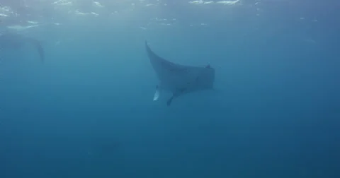Manta Rays 2k Stock Footage 31499012