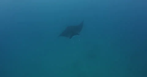 Manta Rays 2k Stock Footage 31501660
