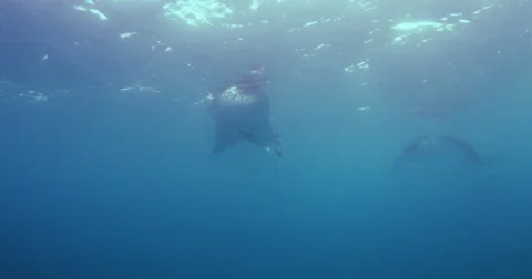 Manta Rays 2k Stock Footage 31506022