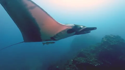 Manta Rays and Remora Fish Gliding in Galapagos Waters Video stock 289390251