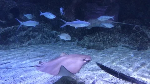 Manta rays are large rays belonging to the genus Mobula 스톡 동영상 275596675