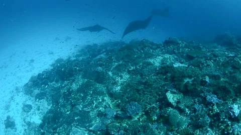 Manta Rays Being Cleaned at a Cleaning Station 2 Stock Footage 64307991