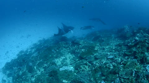 Manta Rays Being Cleaned at a Cleaning Station 3 Stock Footage 64308570