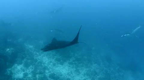 Manta Rays Being Cleaned at a Cleaning Station 5 Stock Footage 64309228
