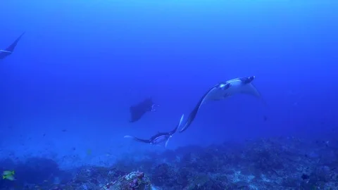Manta Rays Being Cleaned Video stock 81951546