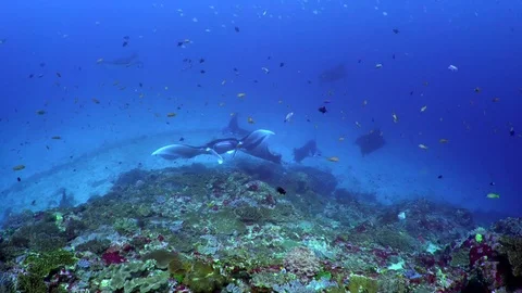 Manta Rays Being Cleaned Stock Footage 81952204