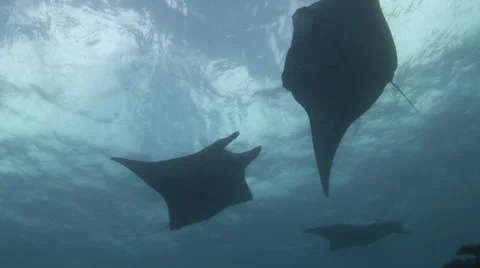 Manta Rays in Blue Cleaning Stock Footage 55372304