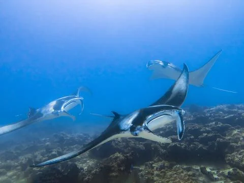Manta rays in blue water on the background of the bottom in the Indian ocean Stock Photos