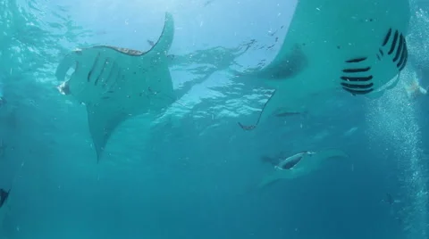 Manta rays circle near the surface in Hanifaru Bay, Maldives. Stock Footage 48510438