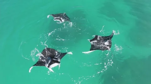 Manta Rays circling Video stock 272385192