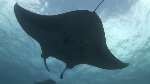 Manta Rays Circling Overhead Stock Footage 55375302
