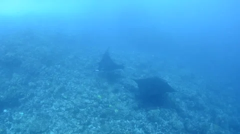 Manta Rays Cleaning 10 Stock Footage 64314058