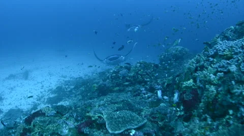 Manta Rays Cleaning 2 Stock Footage 64316202