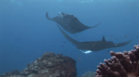 Manta Rays Cleaning Video stock 52823203