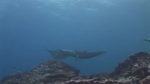 Manta Rays Cleaning Stock Footage 52823451