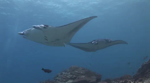 Manta Rays Cleaning Stock Footage 52974095