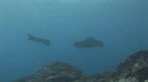 Manta Rays Cleaning Stock Footage 55373532