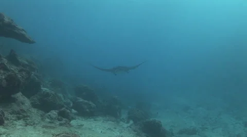 Manta  Rays Cleaning Stock Footage 55375551