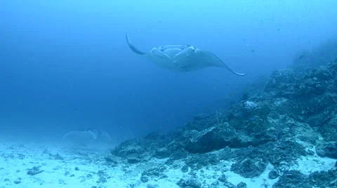 Manta Rays Cleaning Stock Footage 64324202