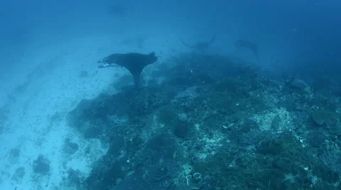 Manta Rays Cleaning Stock Footage 64326373