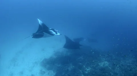 Manta Rays Cleaning Stock Footage 64327892
