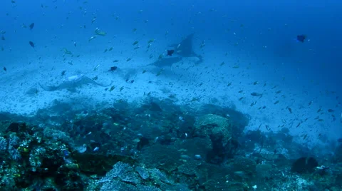 Manta Rays Cleaning Stock Footage 64328664