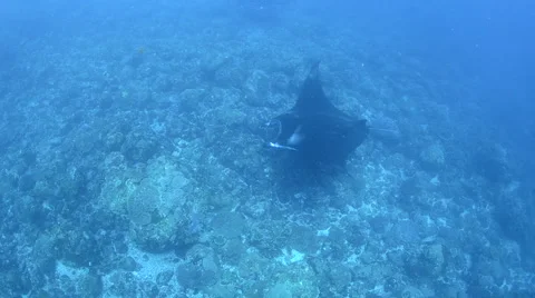 Manta Rays Cleaning Stock Footage 64328705