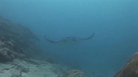 Manta Rays at a Cleaning Station Stock Footage 55524950