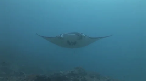 Manta Rays at a Cleaning Station Stock Footage 55528338