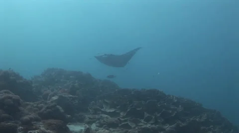 Manta Rays at a Cleaning Station Stock Footage 55529844