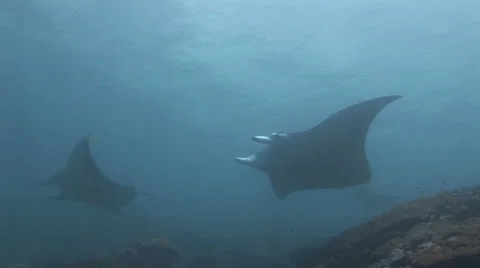 Manta Rays at a Cleaning Station Stock Footage 55530341