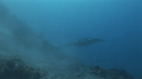 Manta Rays at a Cleaning Station Stock Footage 55532050