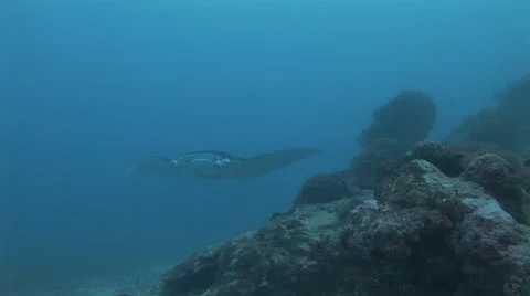 Manta Rays at a Cleaning Station Stock Footage 55532940