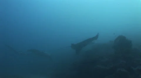 Manta Rays at a Cleaning Station Stock Footage 55534382
