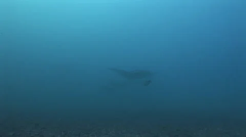 Manta Rays at a Cleaning Station Stock Footage 55534838