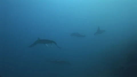 Manta Rays at a Cleaning Station Stock Footage 55536620
