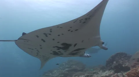 Manta Rays at a Cleaning Station Stock Footage 55541764