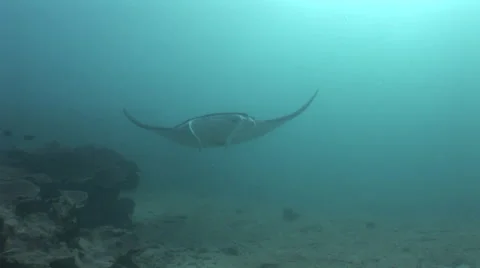 Manta Rays at a Cleaning Station Stock Footage 55542477