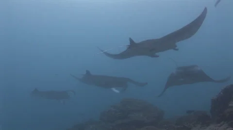 Manta Rays at a Cleaning Station Stock Footage 55546525