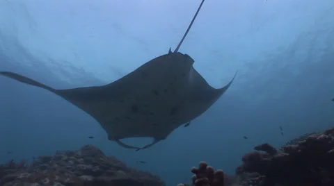 Manta Rays at a Cleaning Station Stock Footage 55548259